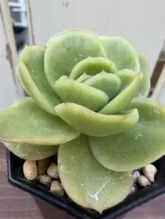 多肉植物 ゼリーアイスローズ 大苗 抜き苗 - メルカリ