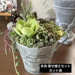 2026年最新】ピーチプリデ 多肉の人気アイテム - メルカリ