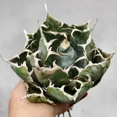 2026年最新】アガベ希少子株の人気アイテム - メルカリ