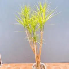 aloifolia 