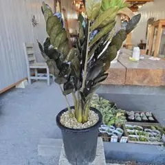 2026年最新】ザミオクルカスの人気アイテム - メルカリ