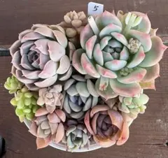 デイジー様 リクエスト 2点 まとめ商品