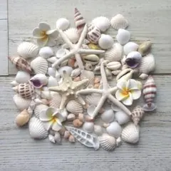 2025年最新】ミニヒトデの人気アイテム - メルカリ