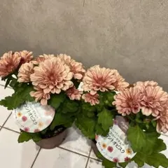 つくし様 リクエスト 2点 まとめ商品