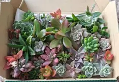 多肉植物セット 複数種類