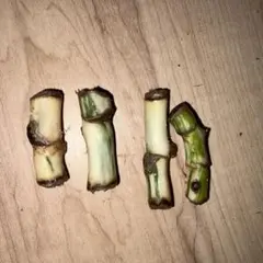 モンステラ　ホワイトタイガー　茎　4本セットのサムネイル