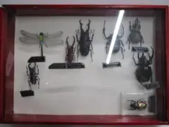 2026年最新】標本 カブトムシの人気アイテム - メルカリ
