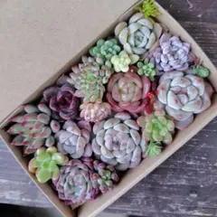 2026年最新】葉挿しの人気アイテム - メルカリ