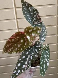ベゴニア マクラータ ピンク斑入り Begonia maculata 良斑 大株 - メルカリ