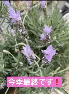 イングリッシュラベンダー挿し穂10本 - メルカリ