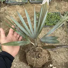 ビスマルキア ノビリス 実生苗 シルバーリーフ 希少 ヤシ ドライ
