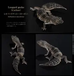 レオパードゲッコー カプセルトイ