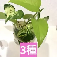 グリーンマイカ＆プレナイト】内径約16cm 浄化済み No,357 - メルカリ