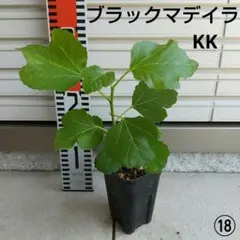 2026年最新】Black Madeira KK の人気アイテム - メルカリ
