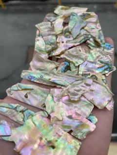 アワビ貝　30グラムセット