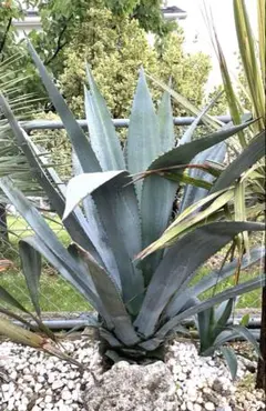 2025年最新】アオノリュウゼツラン・・の人気アイテム - メルカリ