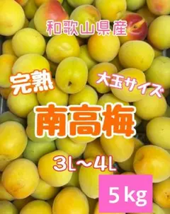 梅干しに最適‼️木熟南高梅 大玉小傷あり4L3Lサイズ 5kg みかんキング 