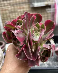 観葉植物アエオニウム錦 スーパーバン 多肉植物 抜き苗 群生1株 訳あり