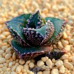 2960 雷燐 ピンクダルマ　多肉植物 ハオルチア アロエのサムネイル