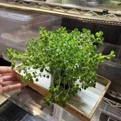 ディスキディア　ヌンムラリア　抜き苗② ディスキディア ヌンムラリア 抜き苗③②専用 - メルカリ