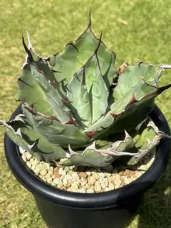 【大株】アガベ　ハイブリッド　コロラータ　セルシーノヴァ　子株付き 大株】アガベ ハイブリッド コロラータ セルシーノヴァ 子株付き