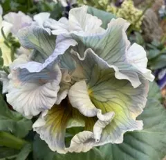 2026年最新】フェデネージュの人気アイテム - メルカリ