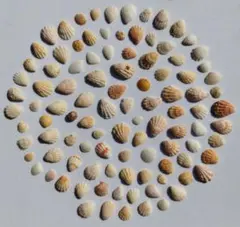 天然貝殻100個セット まとめ売り ハンドメイド素材 工作　Shell【328】