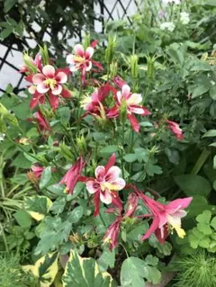 メルモちゃん様 リクエスト 2点 まとめ商品