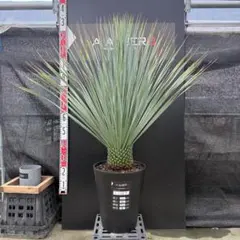 メルカリ市限定】LAGOSTINA zuccheriera シュガーボウル - メルカリ