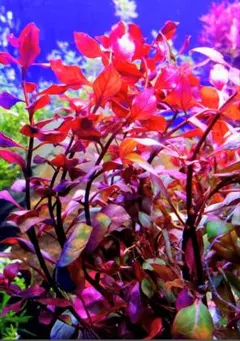 hide様 リクエスト 3点 まとめ商品