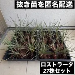ユッカ ロストラータ 国内実生株 35 - メルカリ