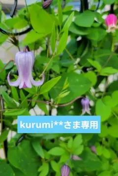 壺型クレマチス⭐吉野霞挿し穂5本 - メルカリ