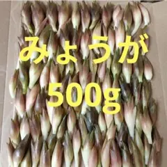 ①みょうが　500g　8/5(水)発送　ネコポス発送　サイズバラバラのサムネイル