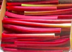 信州産　赤系ルバーブ　500gのサムネイル