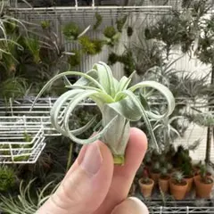 Teratophyllum aculeatum Nanga pinoh【TB便】 - メルカリ