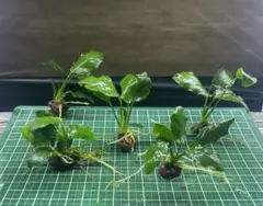 shinsan様 リクエスト 2点 まとめ商品