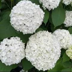 yesyesyes1982様 リクエスト 2点 まとめ商品