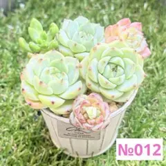 재고 판매 절단 묘목 다육 식물 한국 묘목 절단 모종 №012