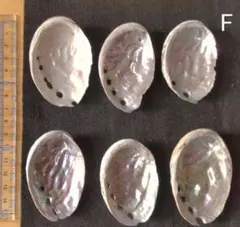 アワビ貝 貝殻 6個セット