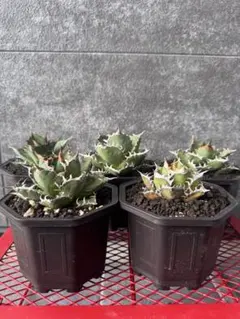 【メルカリ便】大きめチタノタ8種セット♩鉢ごと発送 ネームタグ付 2025年最新】ネームドアガベの人気アイテム - メルカリ