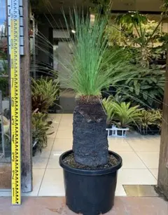 2025年最新】ブラックボーイ 植物の人気アイテム - メルカリ