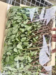 無農薬　スベリヒユ 马齿苋 老鼠耳 600gのサムネイル