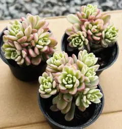 2026年最新】多肉植物錦の人気アイテム - メルカリ