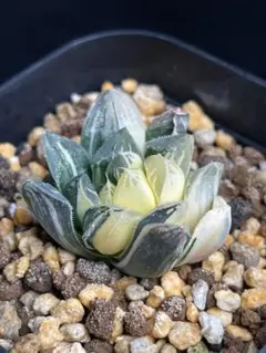 2025年最新】万象錦の人気アイテム - メルカリ