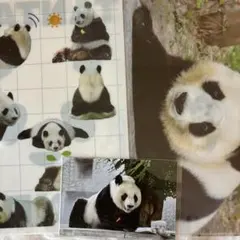ち*い様 【貴重】王子動物園 パンダタンタン クリアファイル、ポストカード、定規 2026年最新】王子動物園 タンタン クリアファイルの人気アイテム