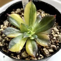十六夜蒼︎❇️プロフ見てね❤❇️様 リクエスト 2点 まとめ商品