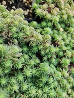 多肉植物　斑入りパリダム　カット苗