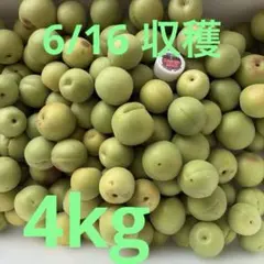 青梅 〜中塾梅　梅酒 梅シロップなど　6/16収穫　4kgのサムネイル