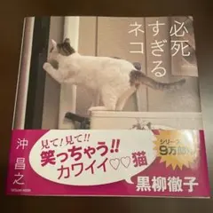 必死すぎるネコ