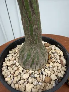 アデニウム Black Sheep 黒花 開花中・蕾 塊根植物 5号 約45cm - メルカリ